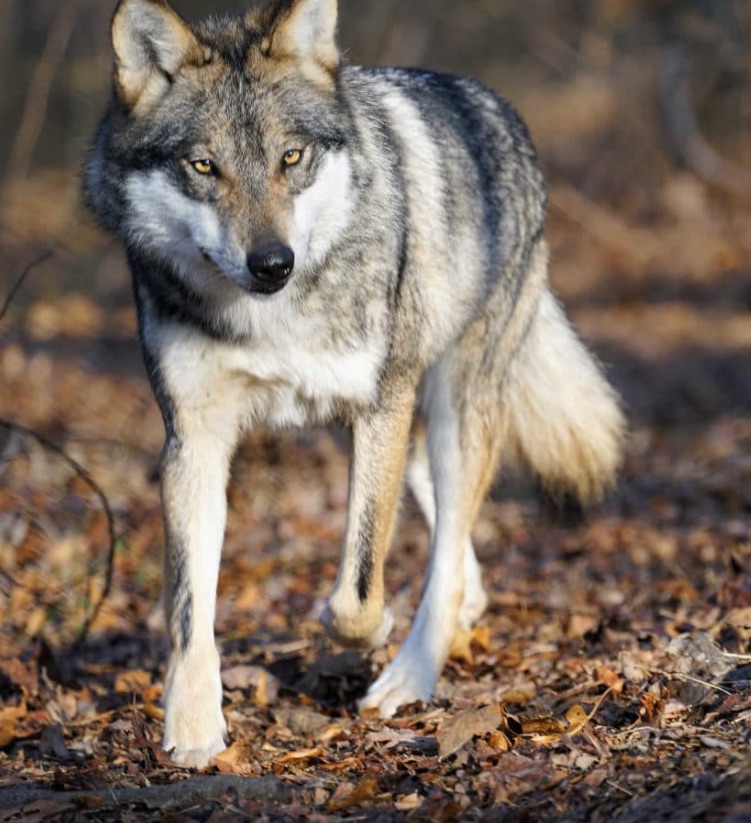 Wolf Reintroduction and Endangered Species: Thoughts by Laurel Berry