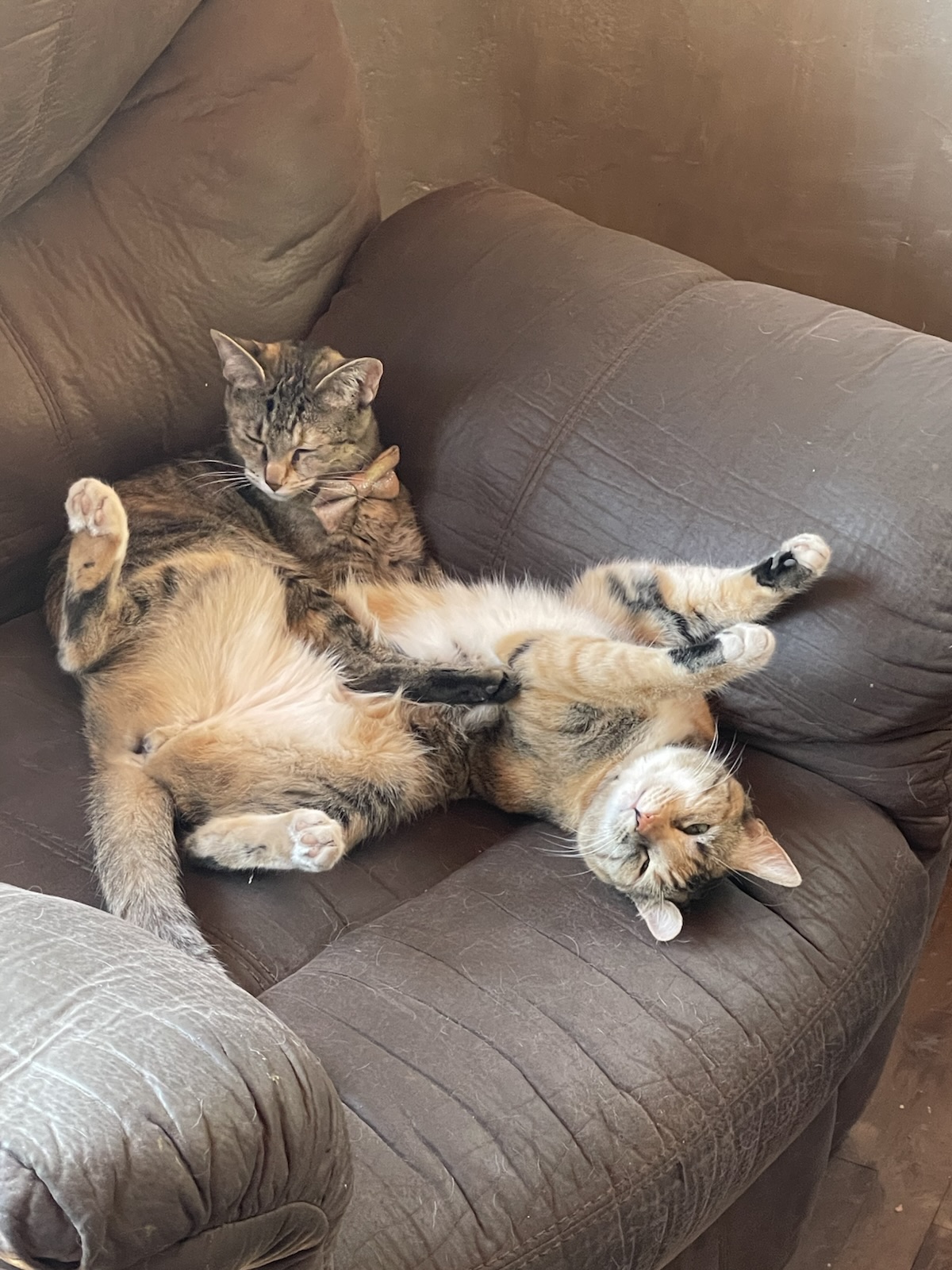 New Mexico’s $80K Veterinary Loan Repayment Program Targets Rural Shortages—Otero County Among Areas in Need