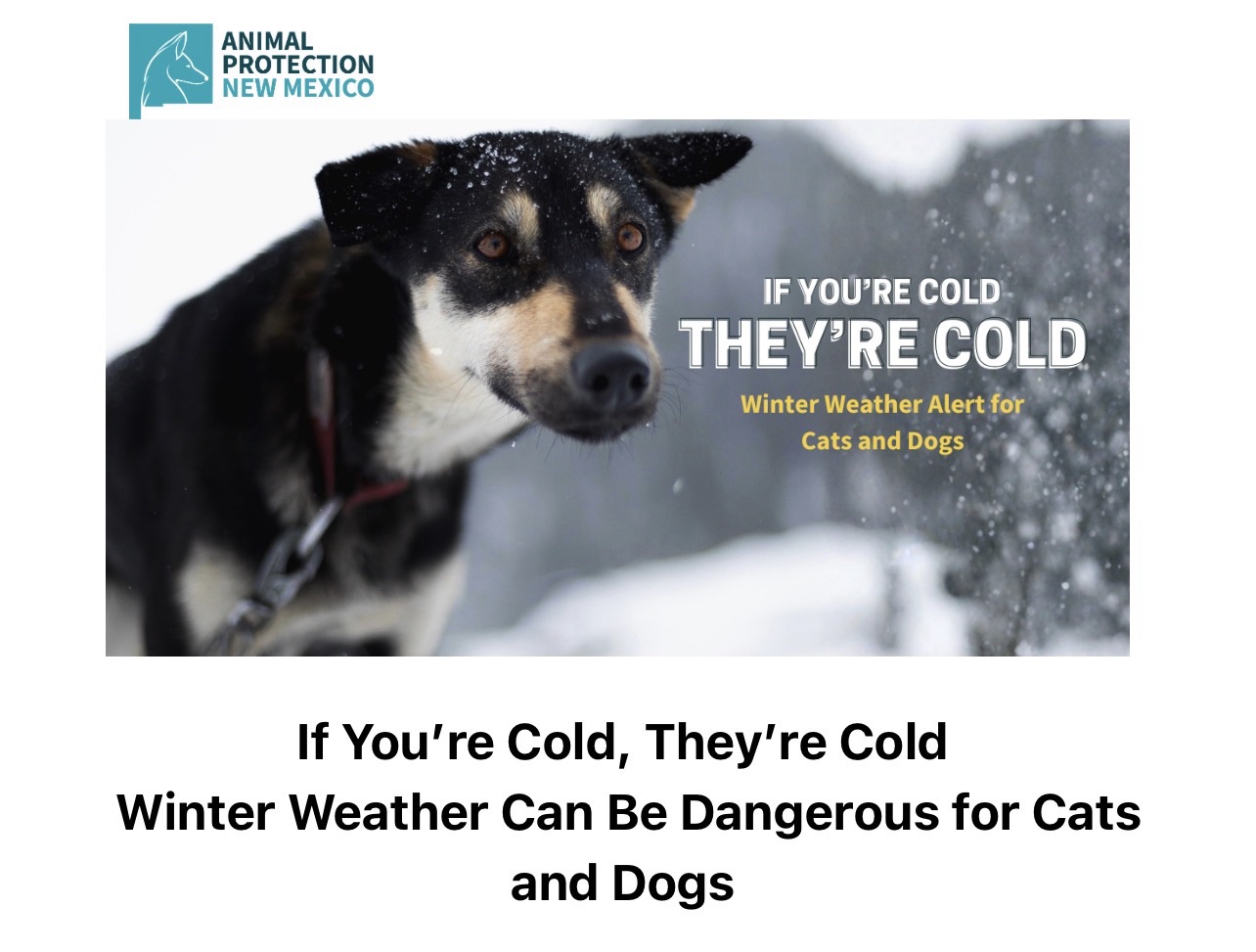Winter Warnings: Protecting Pets from Cold in Alamogordo and Otero County – Local Laws and Community Support