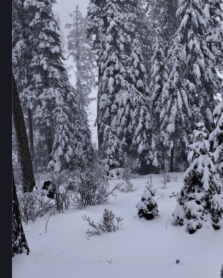 Winter Storm Hammers Southern New Mexico Mountains: Heavy Snow Persists in Cloudcroft and Ruidoso, Power Outages Reported Including Sunspot Area